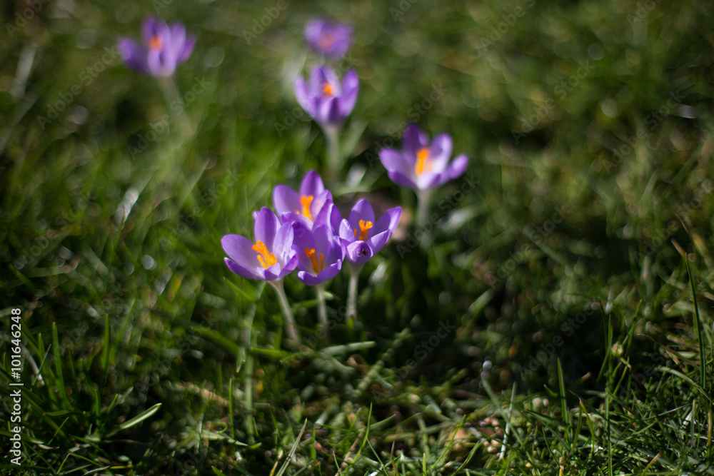 Krokusse Krokusse