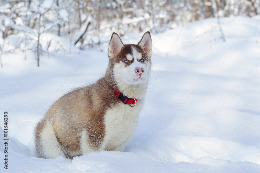 Little cute Siberian Husky puppy in winter forest full of snow Little cute Siberian Husky puppy in winter forest full of snow