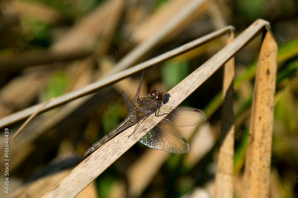 Dragonfly posed o the stalk Dragonfly posed o the stalk