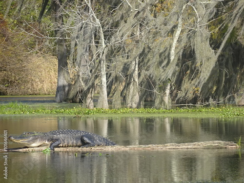 Alligator se dorlotant