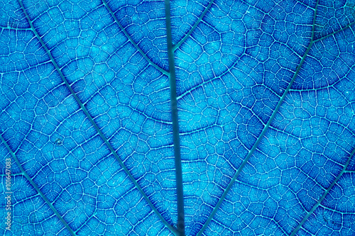 It is Design on leaf texture for pattern and background. 