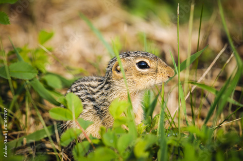 Thirteen-lined ground squirrel (Ictidomys tridecemlineatus) © BGSmith