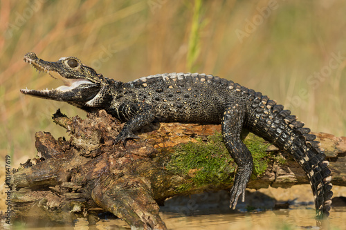 Dwarf crocodile on the mossy tree above water,  with clean background, Czech Republic