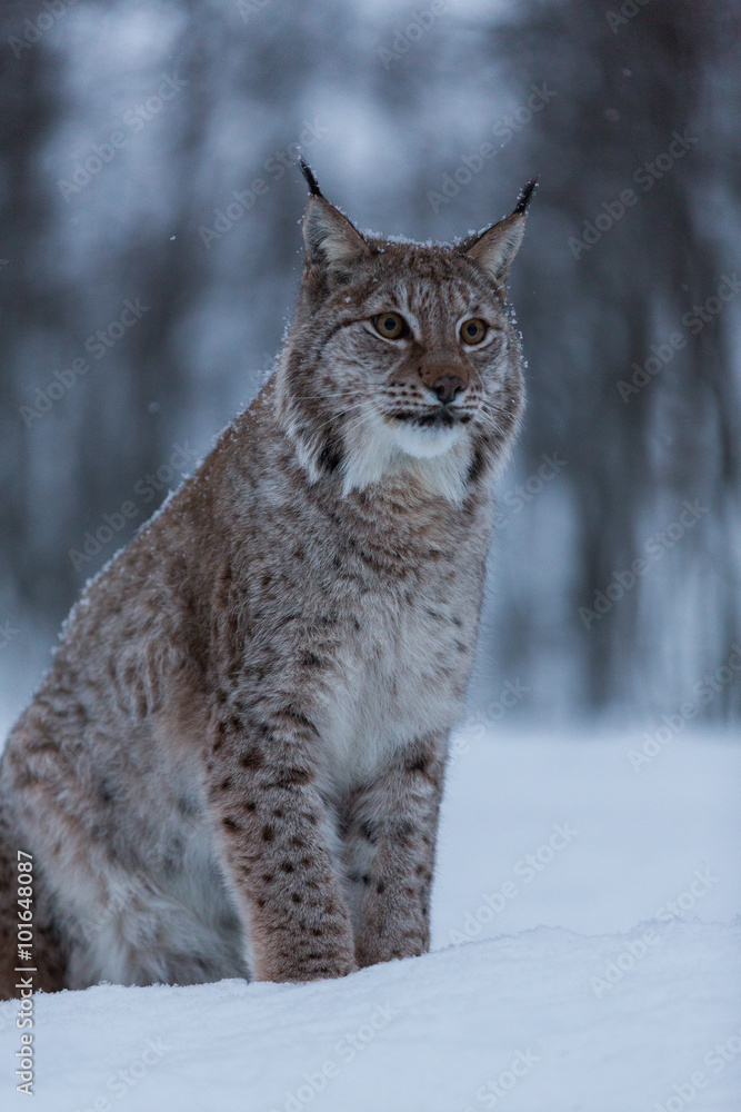 Fototapeta premium Lynx cat in snowy winter scene, Norway