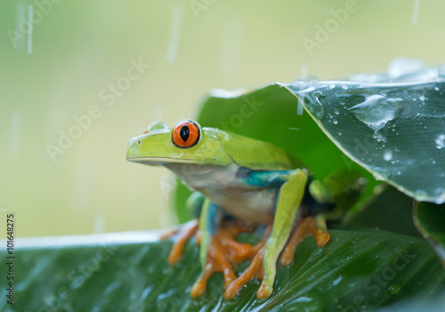 Red eye tree frog on the leaves, rainy day, clean green background, Czech Republic