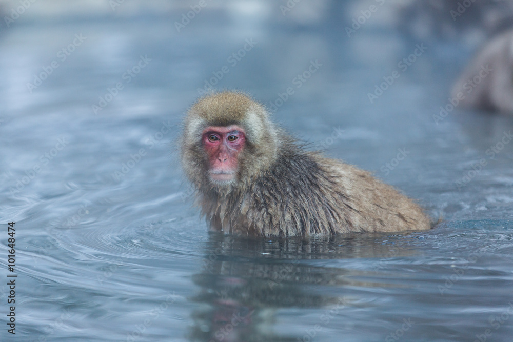 Naklejka premium Japanese Snow Monkey in the wild