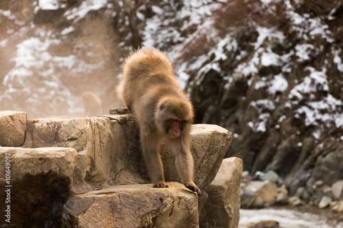 Japanese Snow Monkey in the wild