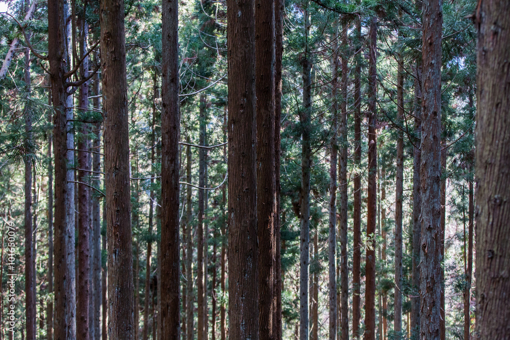 Japan forest woodlands in the wilderness Japan forest woodlands in the wilderness
