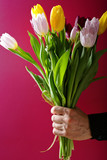 bunch of tulips in man hand