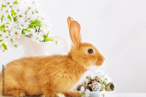 Red rabbit with Easter eggs on white background