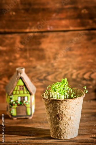 Potted seedlings growing in biodegradable peat moss pot and ceramic house © Irina Papoyan