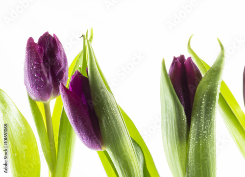 Fototapeta Naklejka Na Ścianę i Meble -  drei lila Tulpen vor weißem Hintergrund