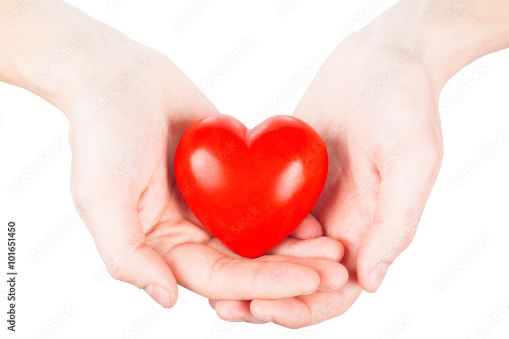 small red heart in hands. health concept small red heart in hands. health concept