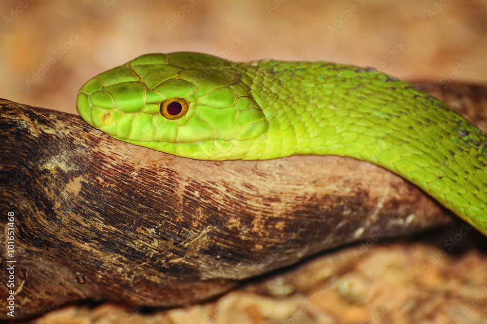 Eastern Green Mamba Eastern Green Mamba