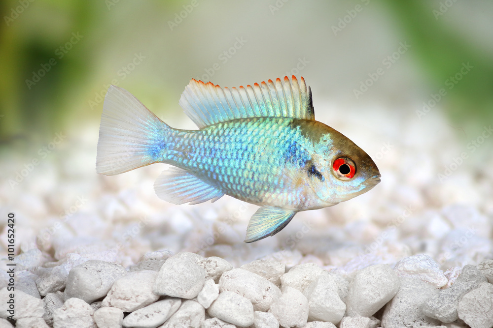 Fototapeta premium german electric blue ram dwarf cichlid Mikrogeophagus ramirezi aquarium fish 