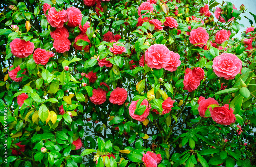 Fototapeta premium Oregon State Capitol building