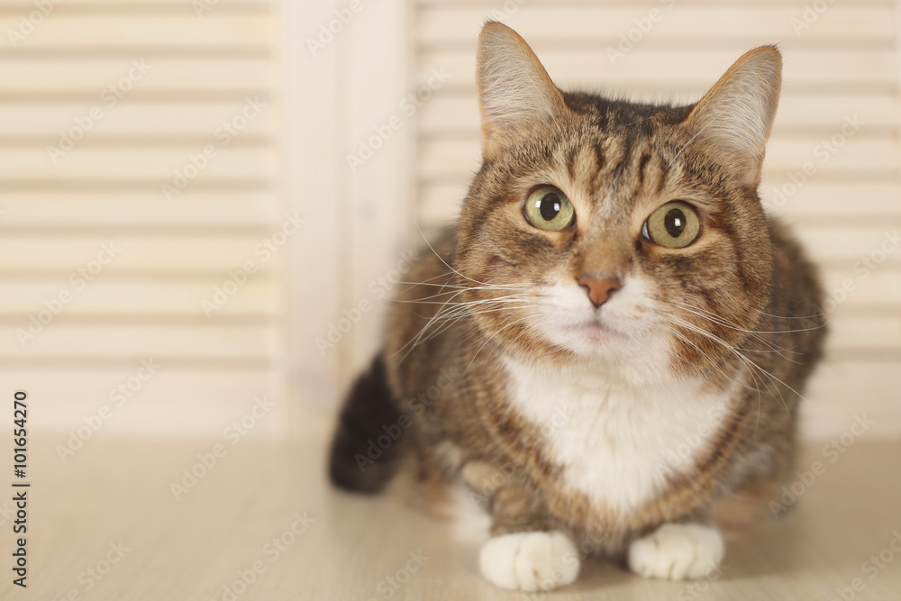 Cat lying on wooden background