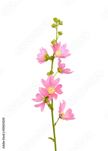 Pink malva flower © nadin333