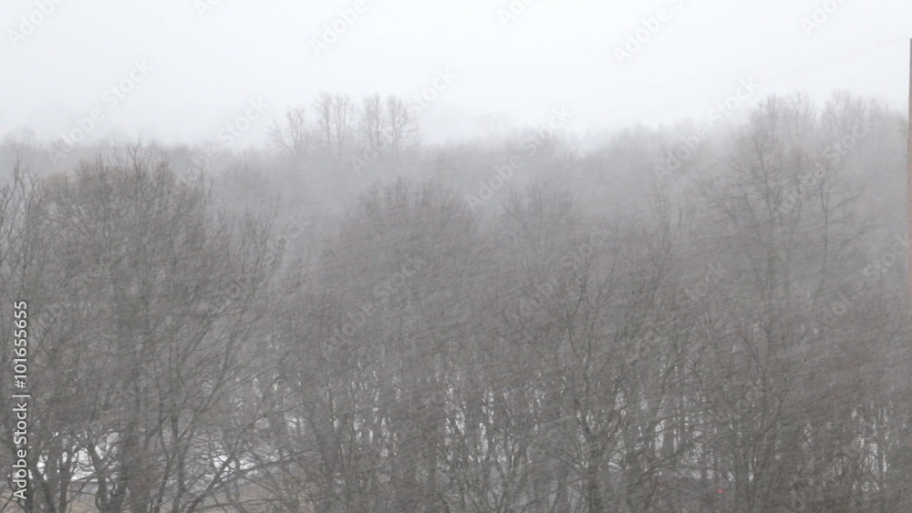 Trees under snow shower and wind Trees under snow shower and wind