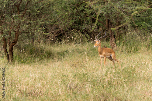 Fototapeta Naklejka Na Ścianę i Meble -  adult male impala in serengeti national park, tanzania