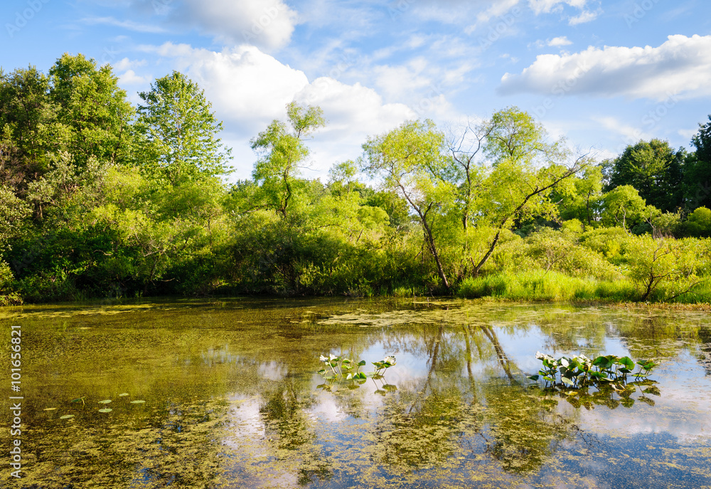 Obraz premium Jamestown Audubon Center and Sanctuary