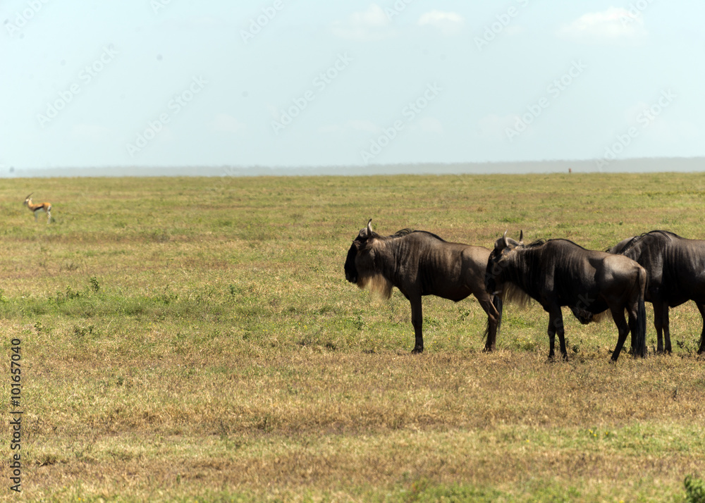 herd of wildebeest in serengeti national park, tanzania herd of wildebeest in serengeti national park, tanzania