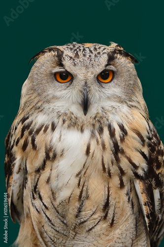 Eurasian Eagle owl.