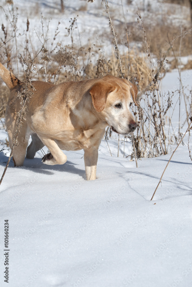 Yellow Labrador Retriever tracking in the snow.
