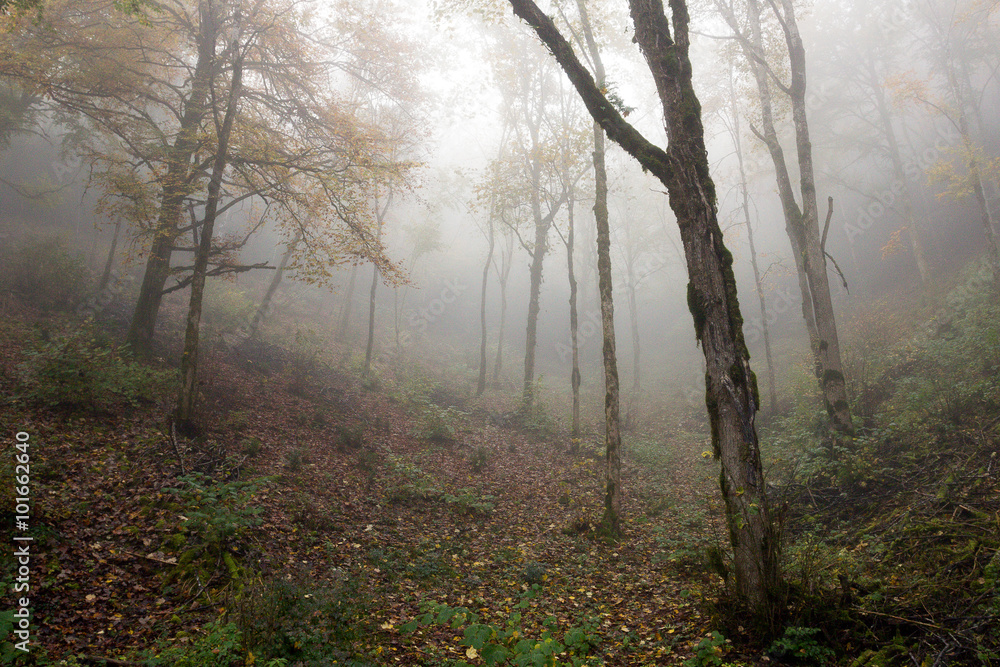 Fototapeta premium Sous bois dans la brume en automne