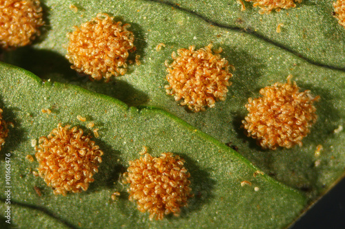 Macro photo of sori on a leaf of the rock polypody fern, Polypodium virginianum. photo