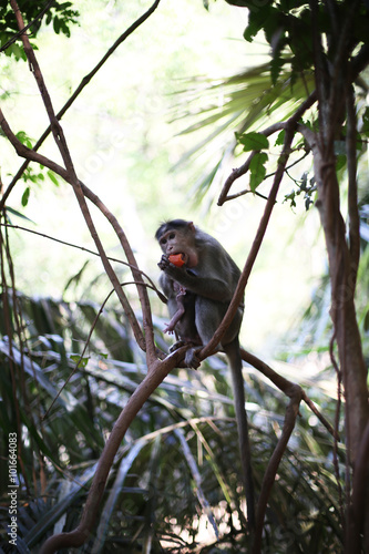 monkey with a baby sitting on a branch in the jungle