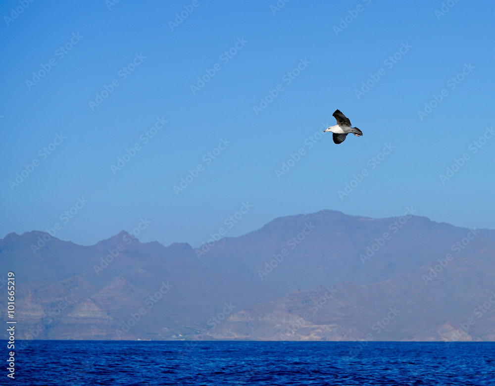 one seagull flying in the blue sky