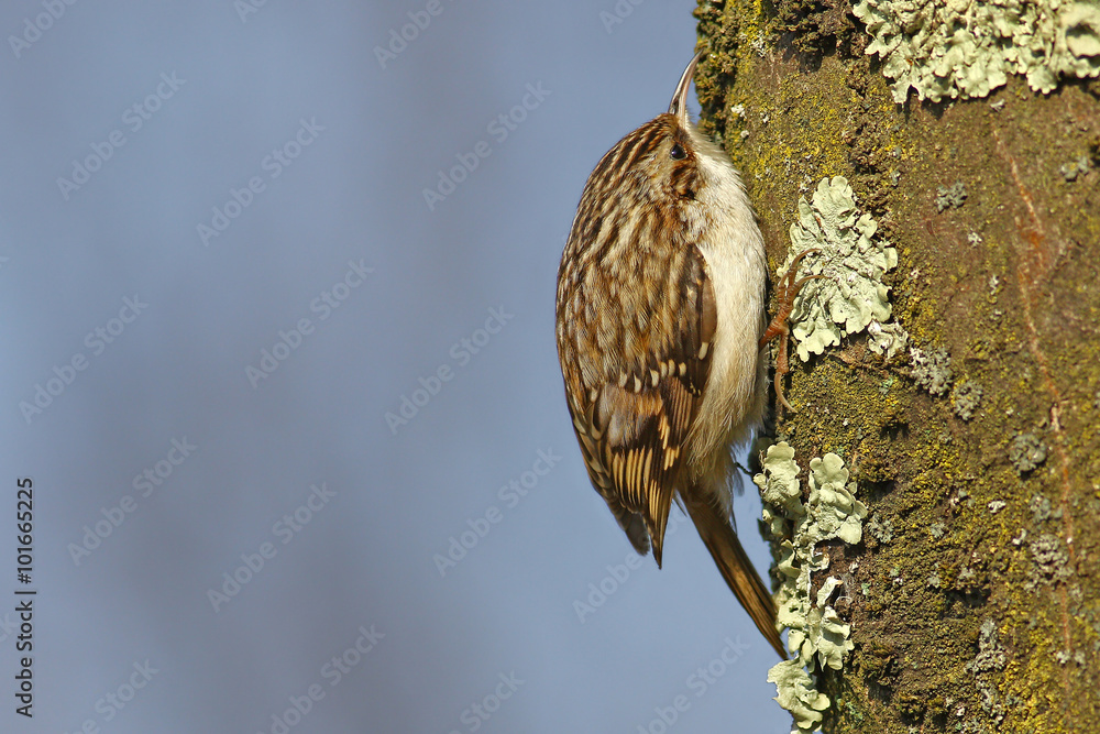 Εκτύπωση καμβά Tree creeper, Certhia Familiaris, climbing on a tree trunk looking for insects t
