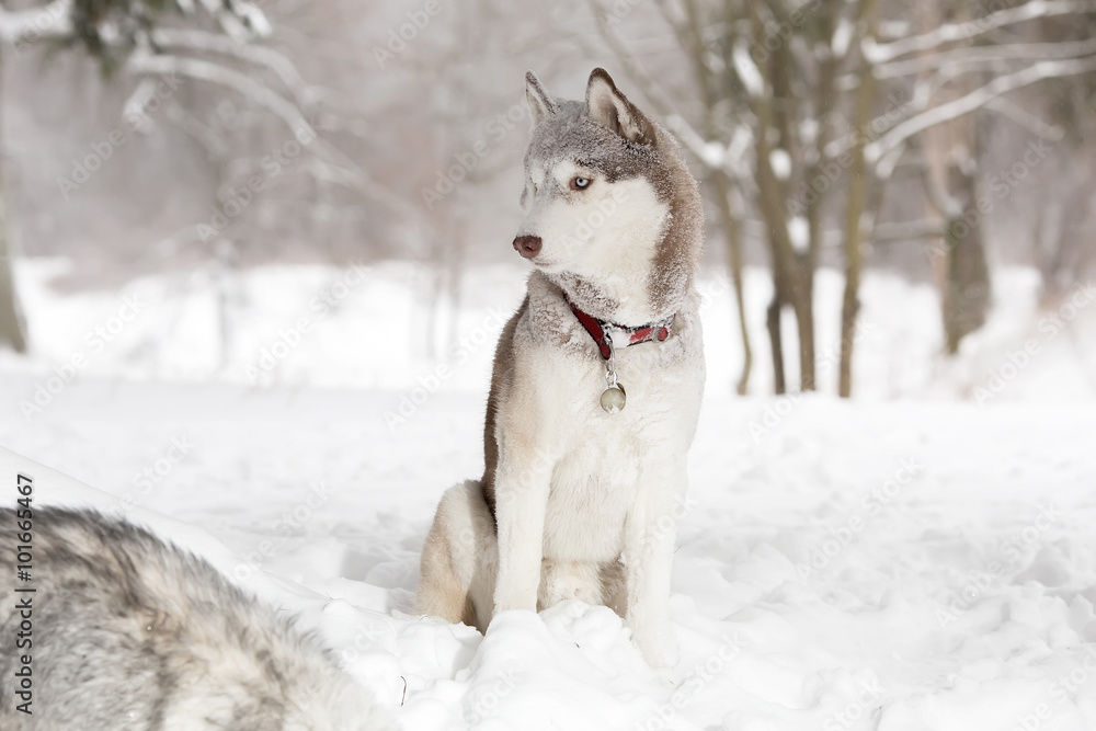 Laika in the snow. Winter