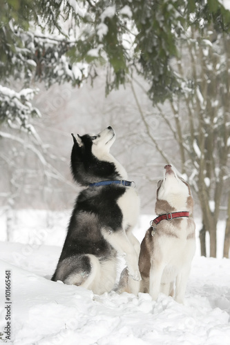 Two Dogs in snow executes the command to serve