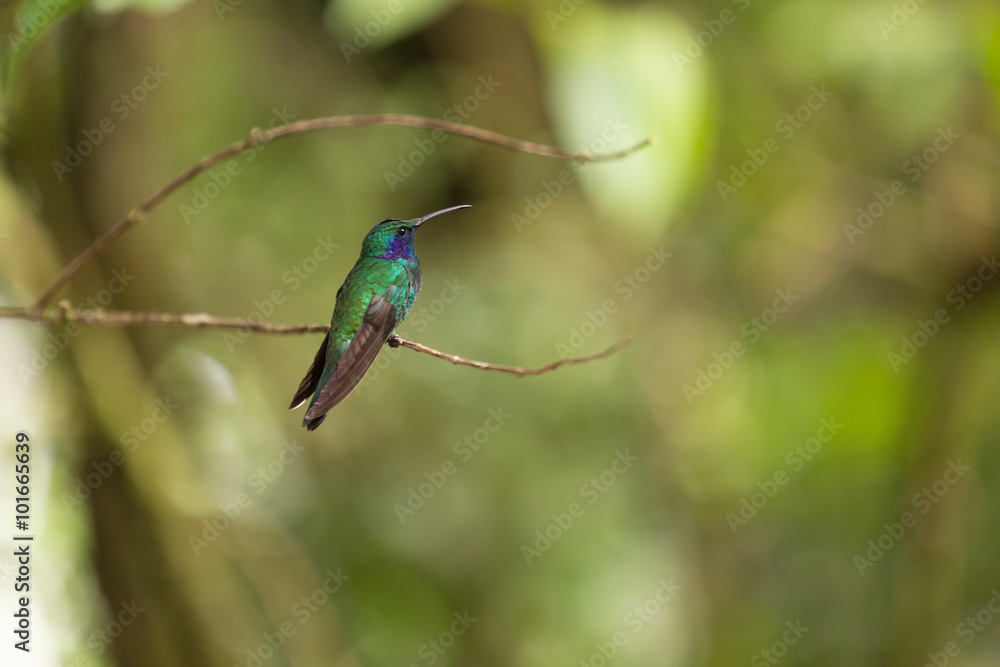 Hummingbird - Koliber