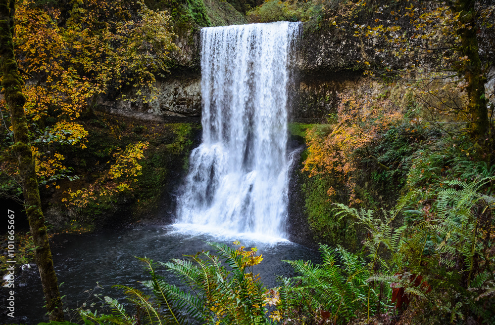 Fototapeta premium Silver Falls State Park