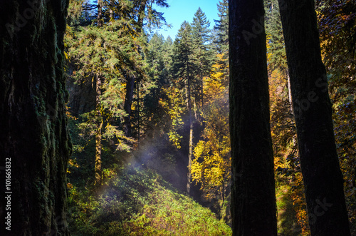 Silver Falls State Park