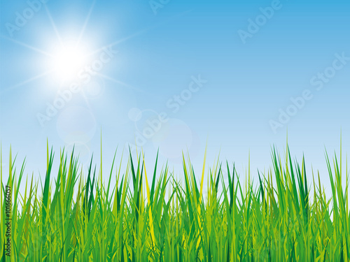 Fr  hling Hintergrund mit Gras und Sonne