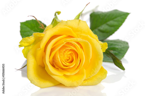 Yellow rose isolated on white background