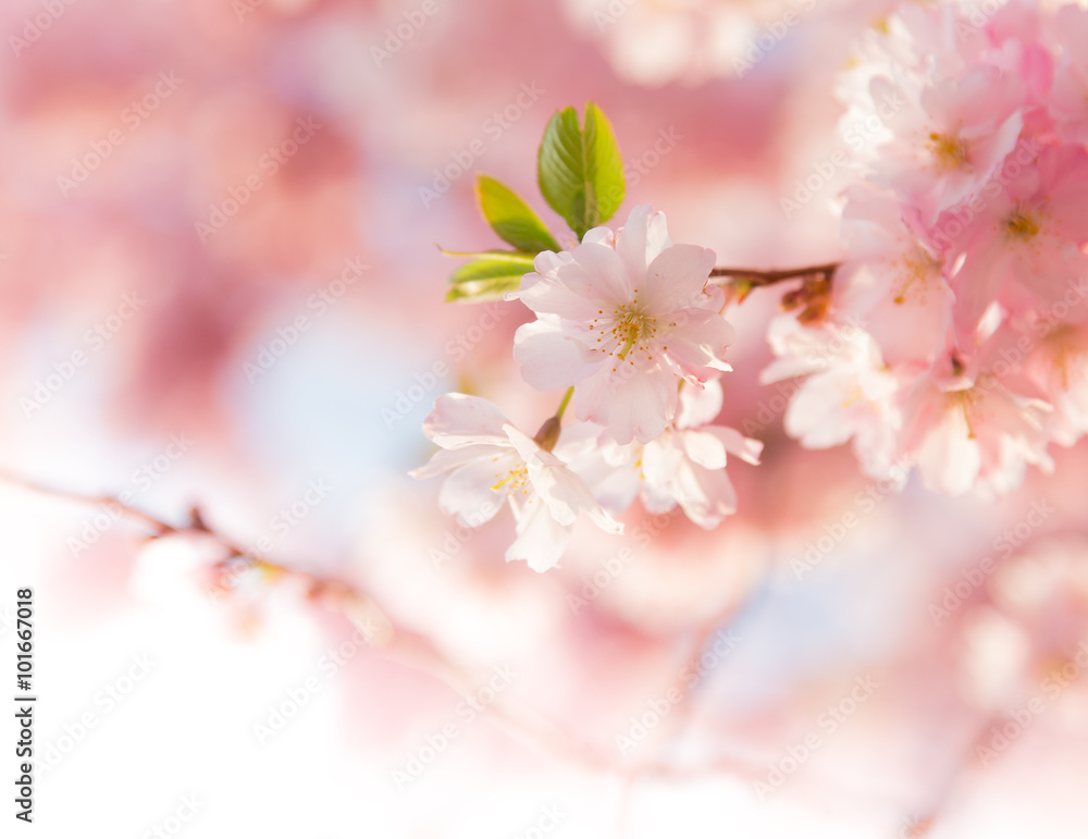 Spring border background with pink blossom Spring border background with pink blossom