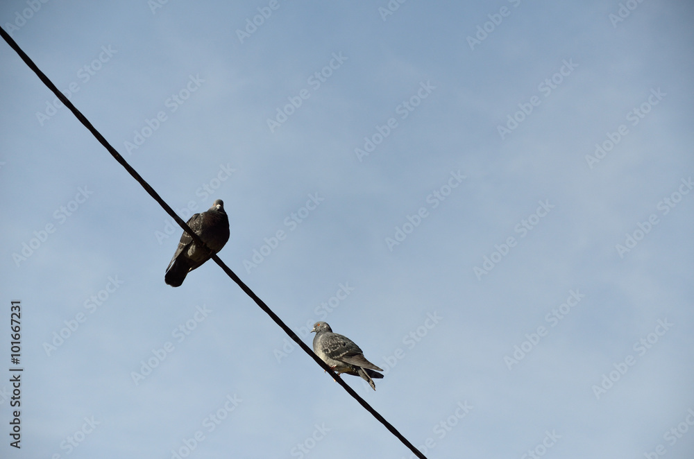 Two Pigeons on Wire Two Pigeons on Wire