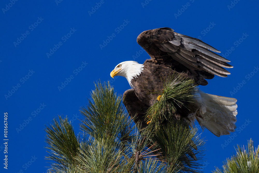 Fototapeta premium American Bald Eagle