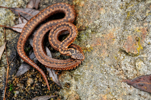 dangerous snake viper on rock, reptile