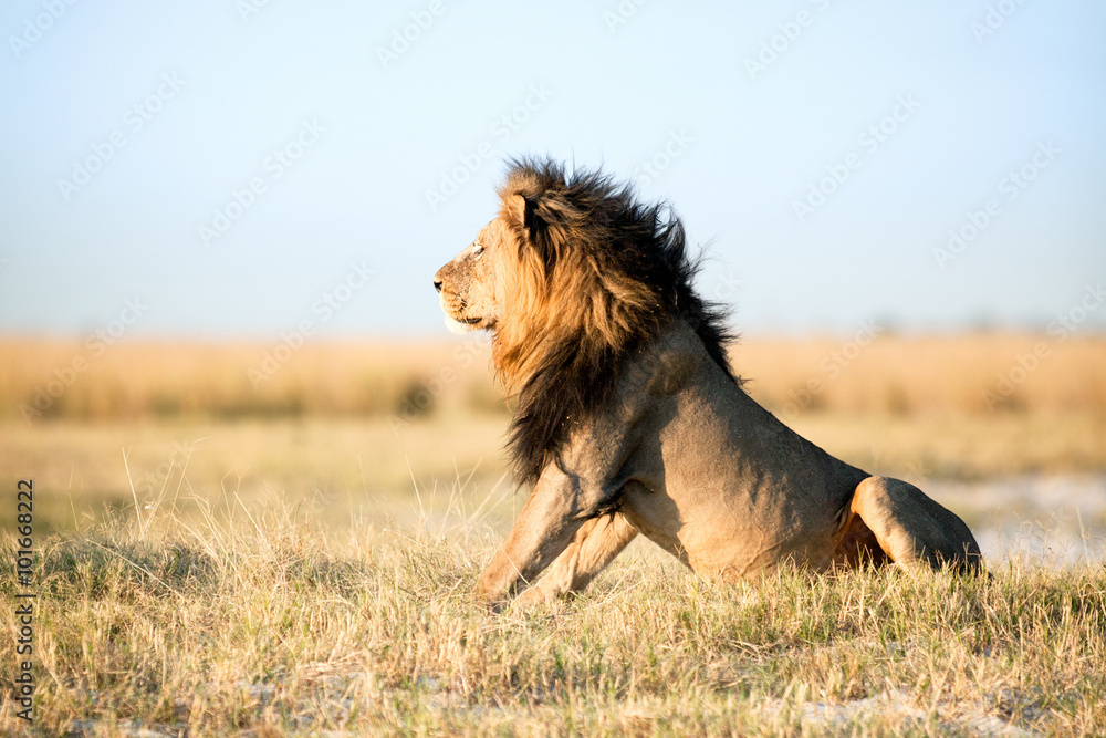 Fotografie Male Lion