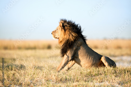 Male Lion