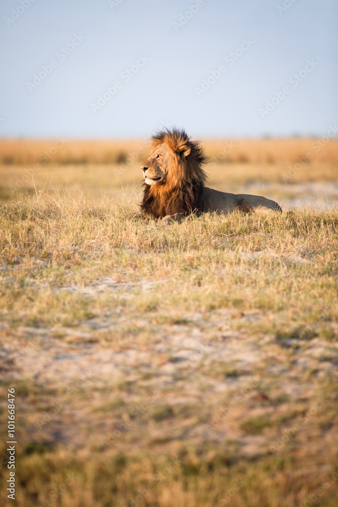 Naklejka premium Male Lion