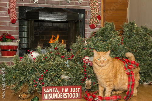 Fototapeta Naklejka Na Ścianę i Meble -  Cat Destroys Christmas