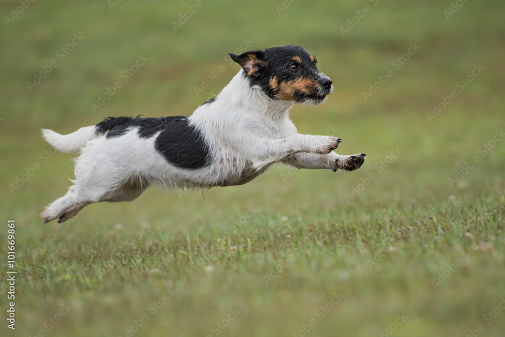 Fliegender Jack Russell Terrier Hund Photo | Adobe Stock