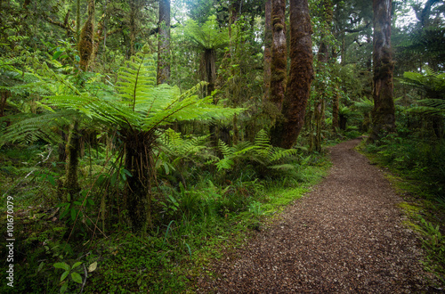 Walking trail in New Zealand sub-tropical rainforest